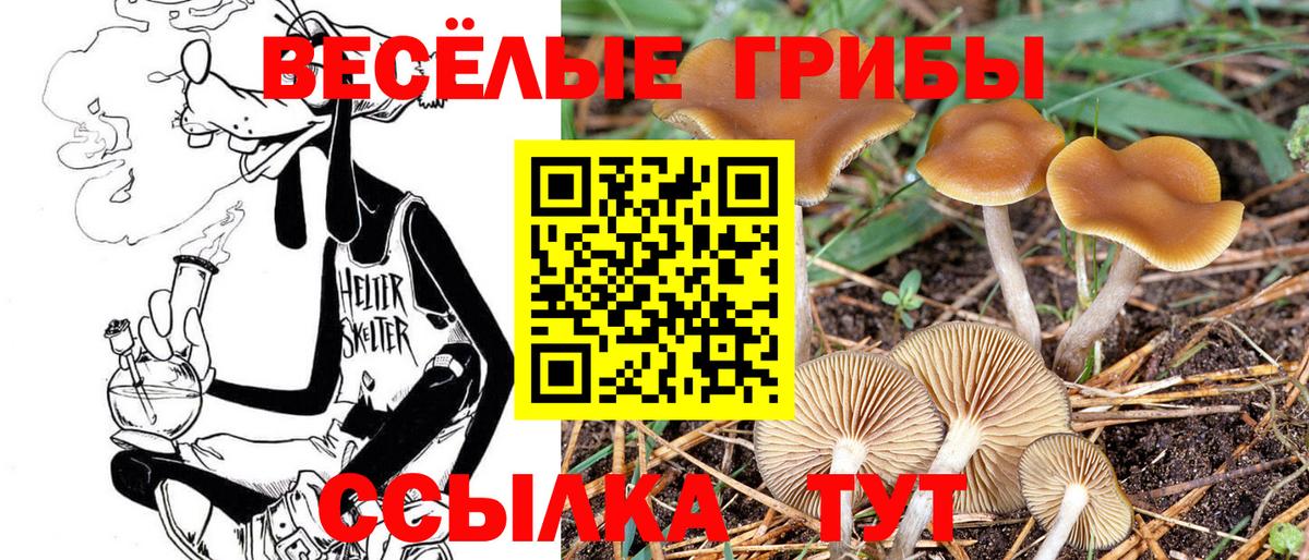 Псилоцибиновые грибы Psilocybine cubensis Гулькевичи